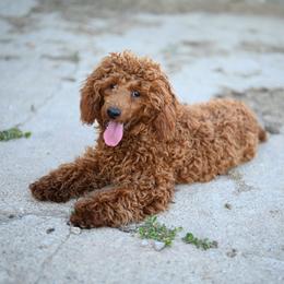 Bo - Poodle