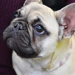 French Bulldogs from Nicole's French Bulldogs