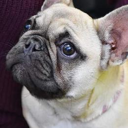 French Bulldogs from Nicole's French Bulldogs