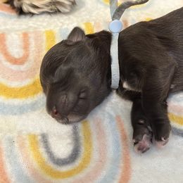 Miniature Schnauzer Puppies from MSR Mini Schnauzers