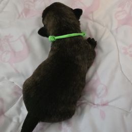 Red Brindle male - Green collar - Brindle male Scottish Terrier puppy in Eva, Alabama from Schulte's  Scottish Terriers