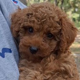 Poodle puppies from Miller Poodles