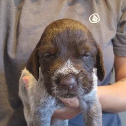 Girl 2 - Brown and gray female Wirehaired Pointing Griffon puppy in Emmett, Idaho from Idaho Wirehaired Pointing Griffons