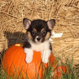 Boy 3 Tan - Black and tan male Pembroke Welsh Corgi puppy in Ville Platte, Louisiana from Flat town corgis
