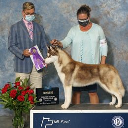 Rosie - Siberian Husky