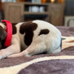 Doc - Liver and white male German Shorthaired Pointer puppy in Georgia from CMC Farms