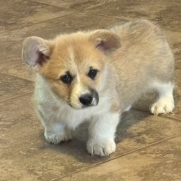 Brown Collar - White and red male Pembroke Welsh Corgi puppy in Fredericksburg, Texas from Hill Country Corgis