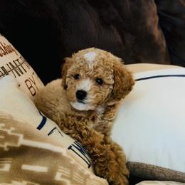 Pink collar - Apricot female Assorted Doodle Crosses puppy in Marysville, California from Dailey Doodles and Dachshunds