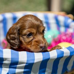 Scarlet - Chocolate and cream female Dachshund puppy in Wichita Falls, Texas from Matilda Jane’s Dachshunds