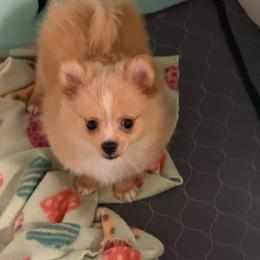 Sassy's boy 1 - Cream parti male Pomeranian puppy in Decatur, Iowa from Lisa Greenhalgh