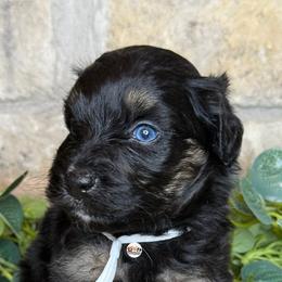 Aussiedoodle Puppies from Doodles by Dada