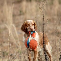May - English Springer Spaniel
