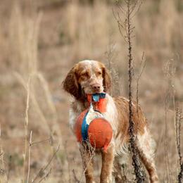 May - English Springer Spaniel