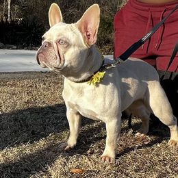 Buttercup - French Bulldog