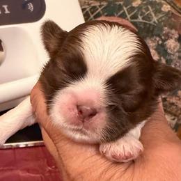 Boy 3 - Gold and white male Shih Tzu puppy in Victorville, California from RUMBLE n TUMBLE