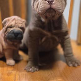 Minnie - Chocolate dilute female Chinese Shar-Pei puppy in Salem, Ohio from WrinkleMonsters