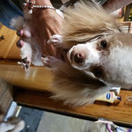 Tank - Poodle