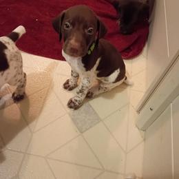 Lime green collar - Liver and white male German Shorthaired Pointer puppy in Riverdale, Michigan from Ninemire Farm