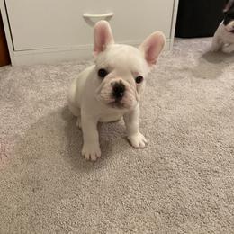 French Bulldog Puppies from Fur Royalty Frenchies