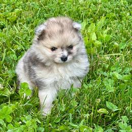 Lilly - Chocolate merle female Pomeranian puppy in Plainfield, Indiana from Rose Luxe Poms