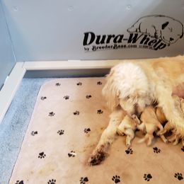 Goldendoodle Puppies from Toneytails Doodles