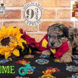 Lime Boy - Merle male Shihpoo puppy in Rockledge, Florida from Stormie's Doodles