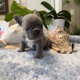 French Bulldog Puppies from French Bulldog Loco