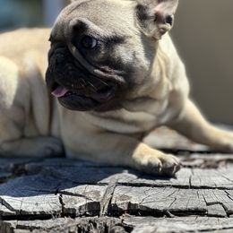 French Bulldog Puppies from Tribe of Judah Kennel