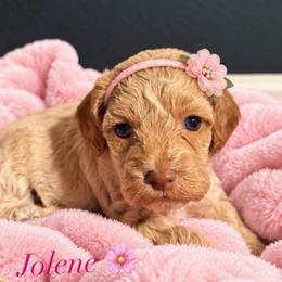 Jolene - Cream female Cockapoo puppy in Selma, California from Mollys Dollys