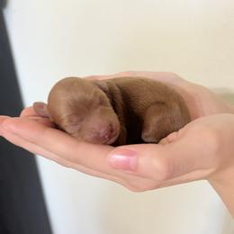 May - Red female Cavapoo puppy in Glendale, Arizona from Dashing Dogs
