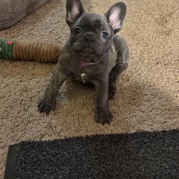 Gidget - Blue female French Bulldog puppy in Alabama from Southern Bulldogs