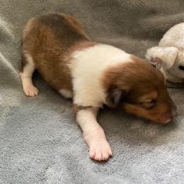 Diane - Sable and white female Collie puppy in Yulee, Florida from Three Collie Farm