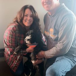 Aussiedoodle, Bernedoodle, Poodle, Shihpoo, and Shih Tzu Puppies from Route 66 Poodles & Doodles, Sapphire Shih-tzu's of Ohio