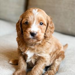 Titan - Red  male Goldendoodle puppy in Sallisaw, Oklahoma from Huddle Puppies