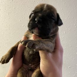Boxer Puppies from Tracy's Boxers