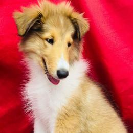 Juno - Sable female Collie puppy in Groveland, Florida from Palmhaven Collies