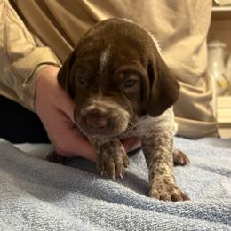 Fushia band girl - Liver roan female German Shorthaired Pointer puppy in Sylvania, Alabama from Turner Delightful Dachshund Farm & German Short Hair Pointers