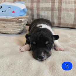 2 - Black and tan male Pembroke Welsh Corgi puppy in Necedah, Wisconsin from The 6Ks Paws and Hobbies