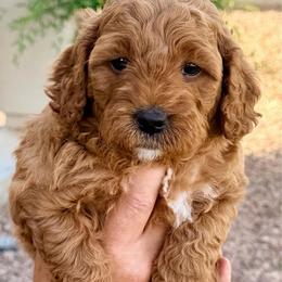 Yellow - Red  female Goldendoodle puppy in Mesa, Arizona from Tails and Trails Doodles