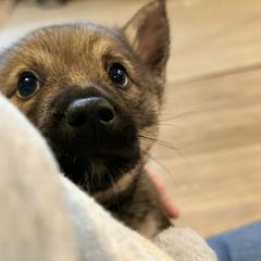Clark - Gray male Swedish Vallhund puppy in Minnesota from Maena Swedish Vallhunds