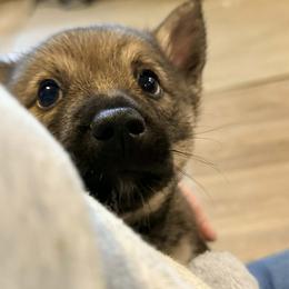 Clark - Gray male Swedish Vallhund puppy in Minnesota from Maena Swedish Vallhunds