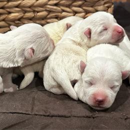 Tango - White male West Highland White Terrier puppy in Ridgeway, Virginia from Rivers Bend Westies