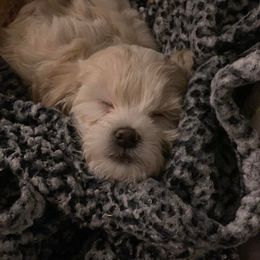 Shihpoo Puppies from Nell’s Doodle & Dolls
