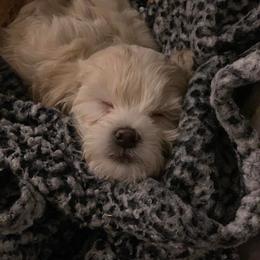 Shihpoo Puppies from Nell’s Doodle & Dolls