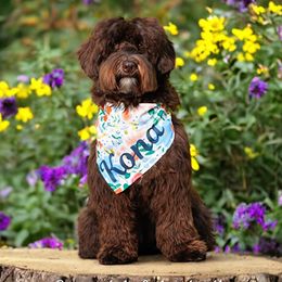 Kona - Australian Labradoodle