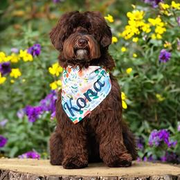 Kona - Australian Labradoodle