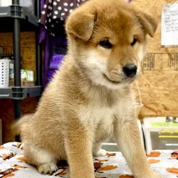 Boy 1 - Red male Shiba Inu puppy in Milton, Florida from Moonlight Shibas