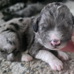 Phoenix - Blue merle and white female Sheepadoodle puppy in Owensville, Missouri from Oak Valley Kennels