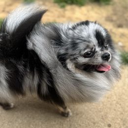 Berlyn - Pomeranian