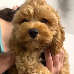 Savy - Red male Cockapoo puppy in Holton, Indiana from MoonShine Babies